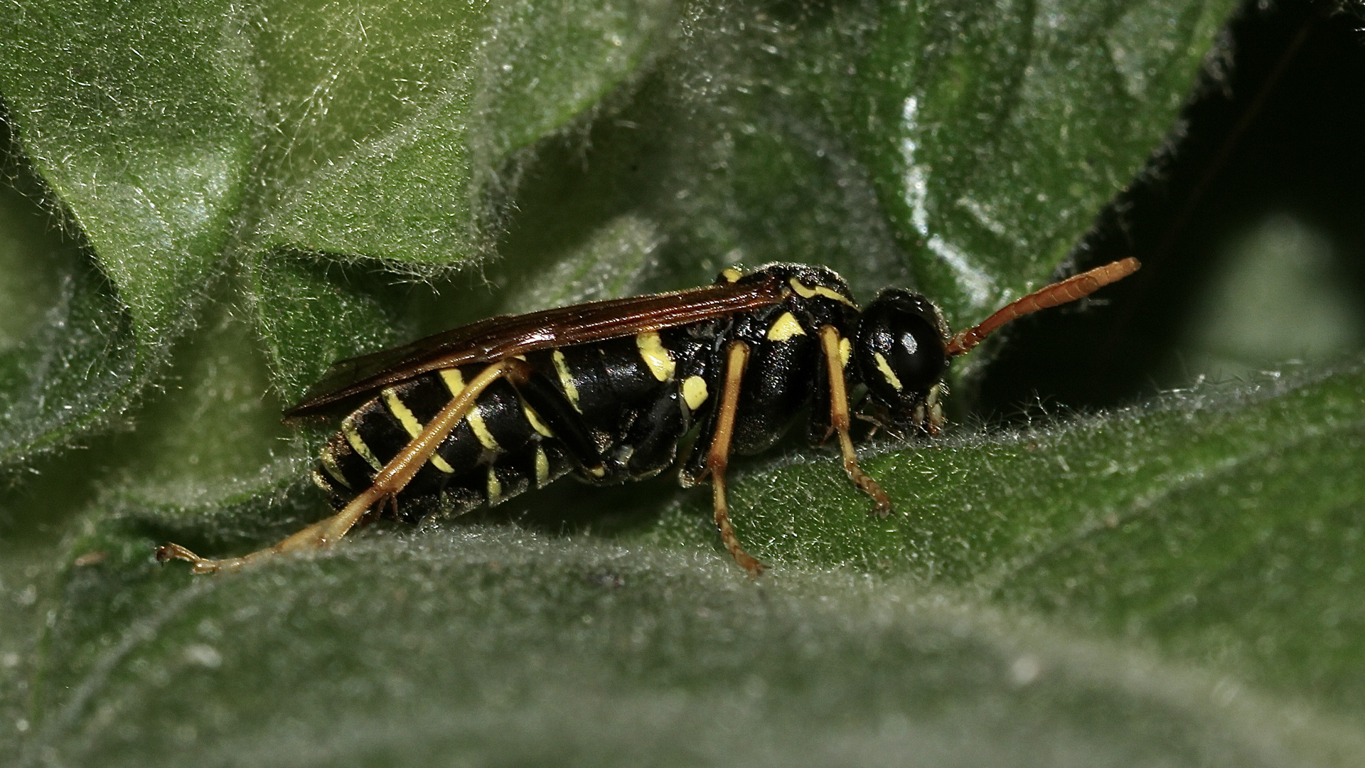 Die Braunwurz-Blattwespe (Tenthredo scrophulariae) ...