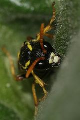 Die Braunwurz-Blattwespe (Tenthredo scrophulariae) ...