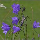 Die breitblättrige Glockenblume