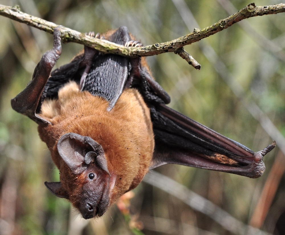 Die Breitflügelfledermaus....