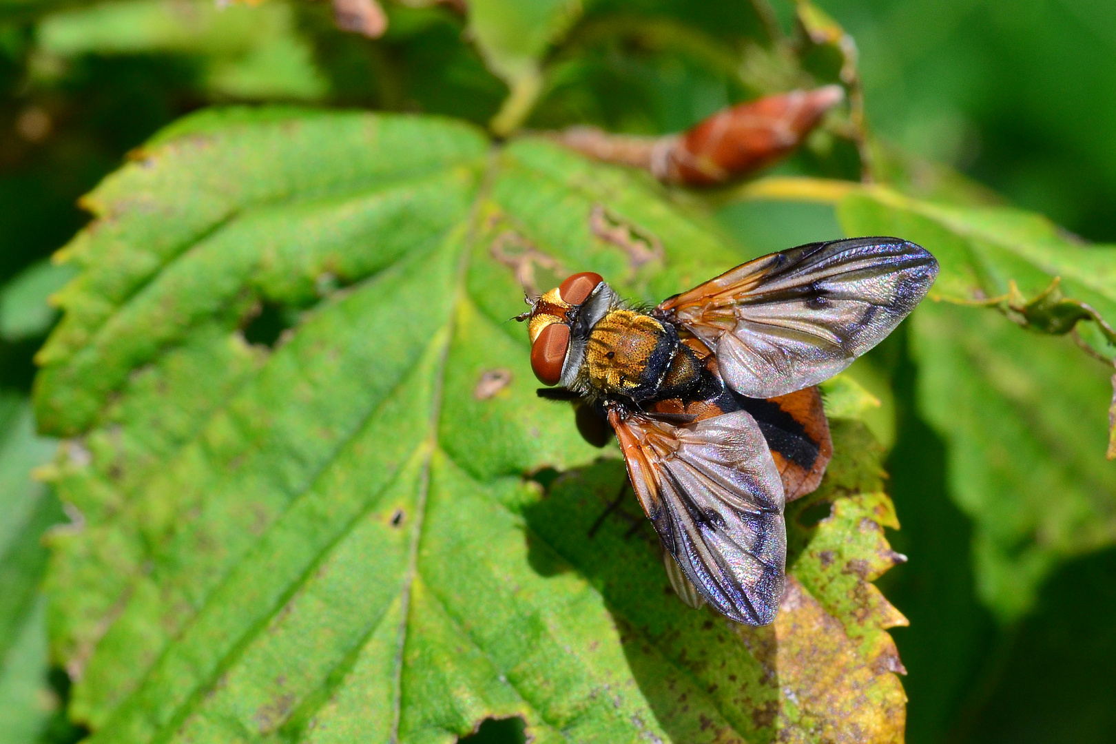 Die Breitflüglige Raupenfliege...... Foto & Bild makro, natur, fliegen Bilder auf