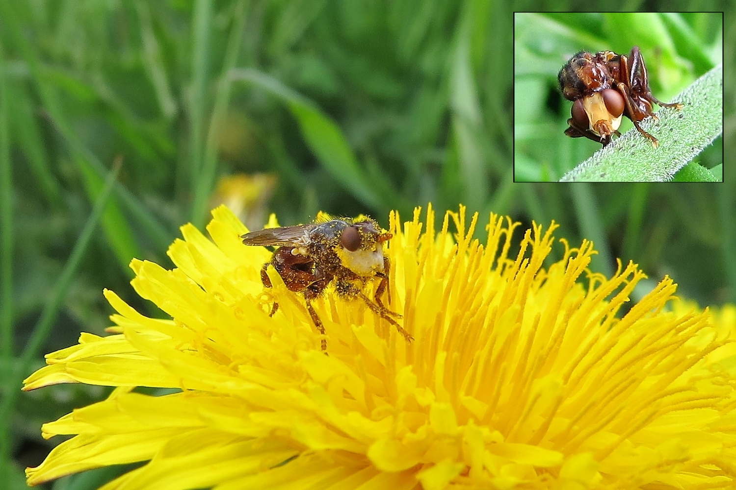 Die Breitkopfblasenstirnfliege