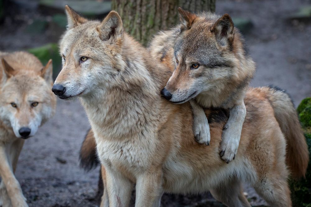 Die Bremer Stadtmusikanten Hat Nicht Geklappt Foto Bild Tiere Zoo Wildpark Falknerei Saugetiere Bilder Auf Fotocommunity