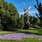 Die Bremer Wallmühle mit Herbstzeilosen