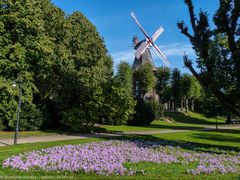 Die Bremer Wallmühle mit Herbstzeilosen