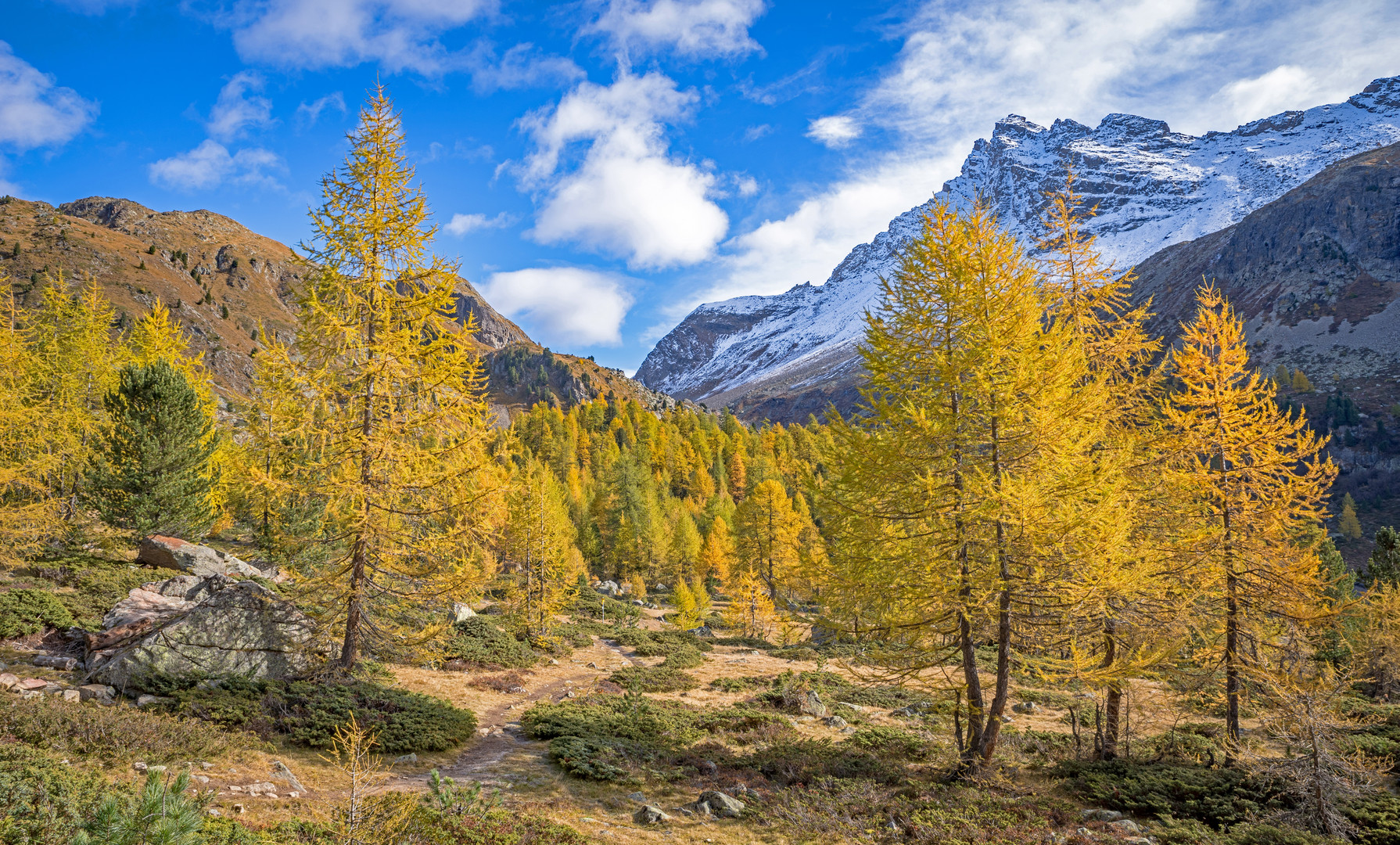 Die "brennenden" Lärchen ein Genuss