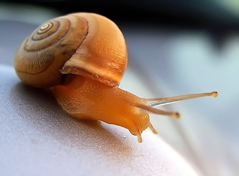 Die Briefkasten - Schnecke