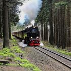 Die Brockenbahn auf dem Weg von Schierke zum Gipfel.