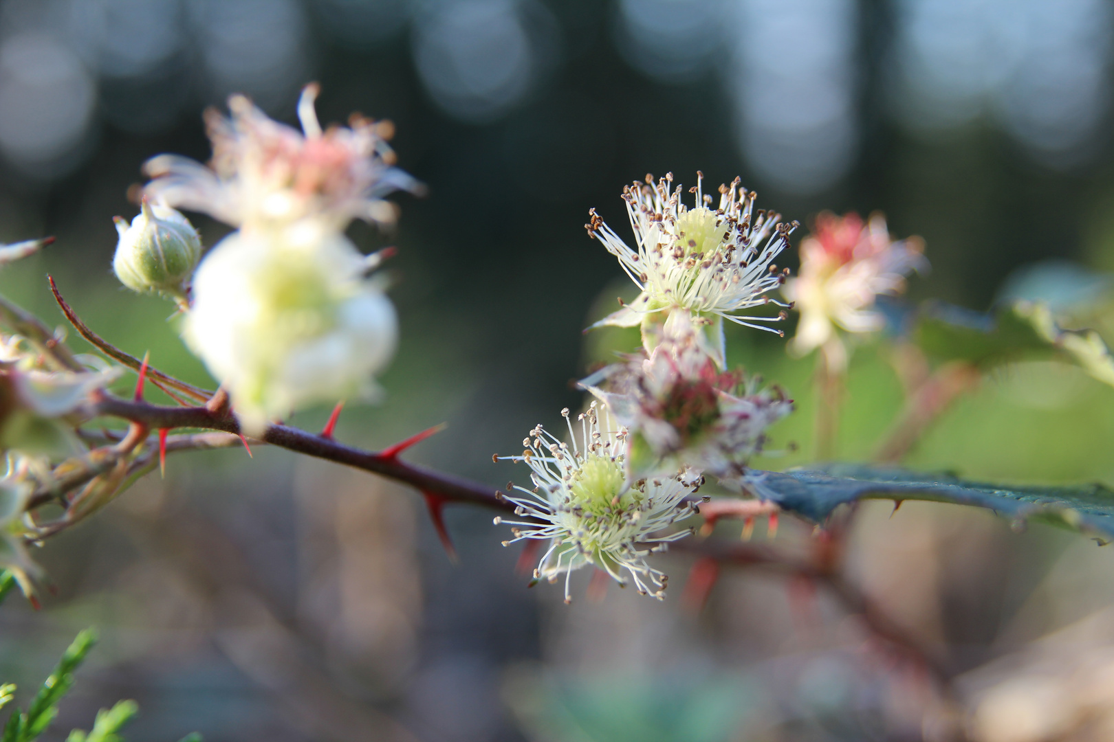 Die Brombeerblüte