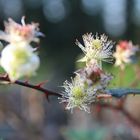 Die Brombeerblüte