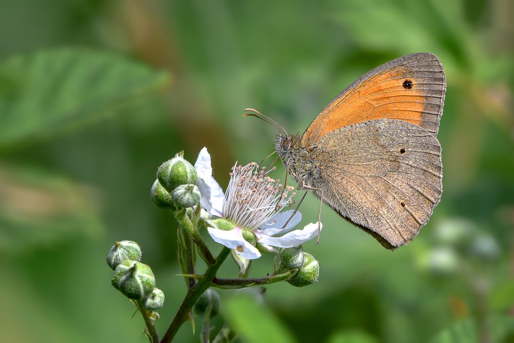 Die Brombeerblüte