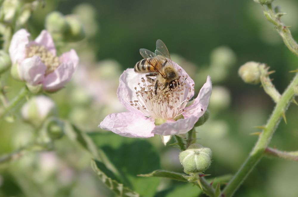 Die Brombeerblüte hat begonnen