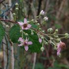 Die Brombeerblüte hat begonnen