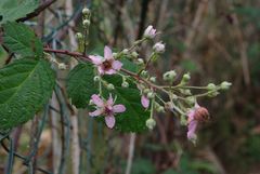 Die Brombeerblüte hat begonnen