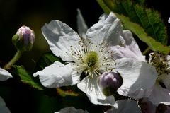 Die Brombeere blüht