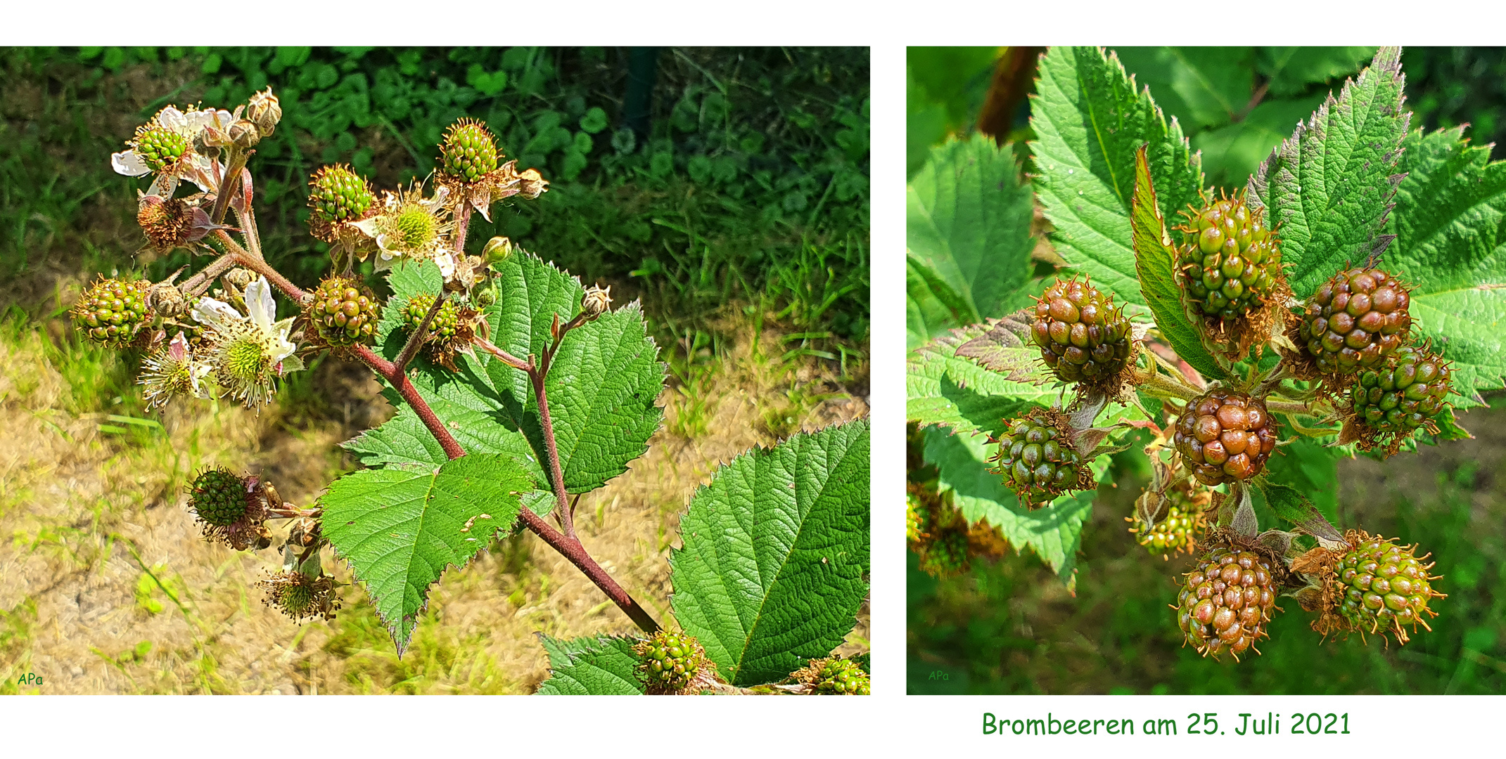 Die Brombeeren...