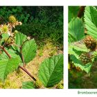 Die Brombeeren...