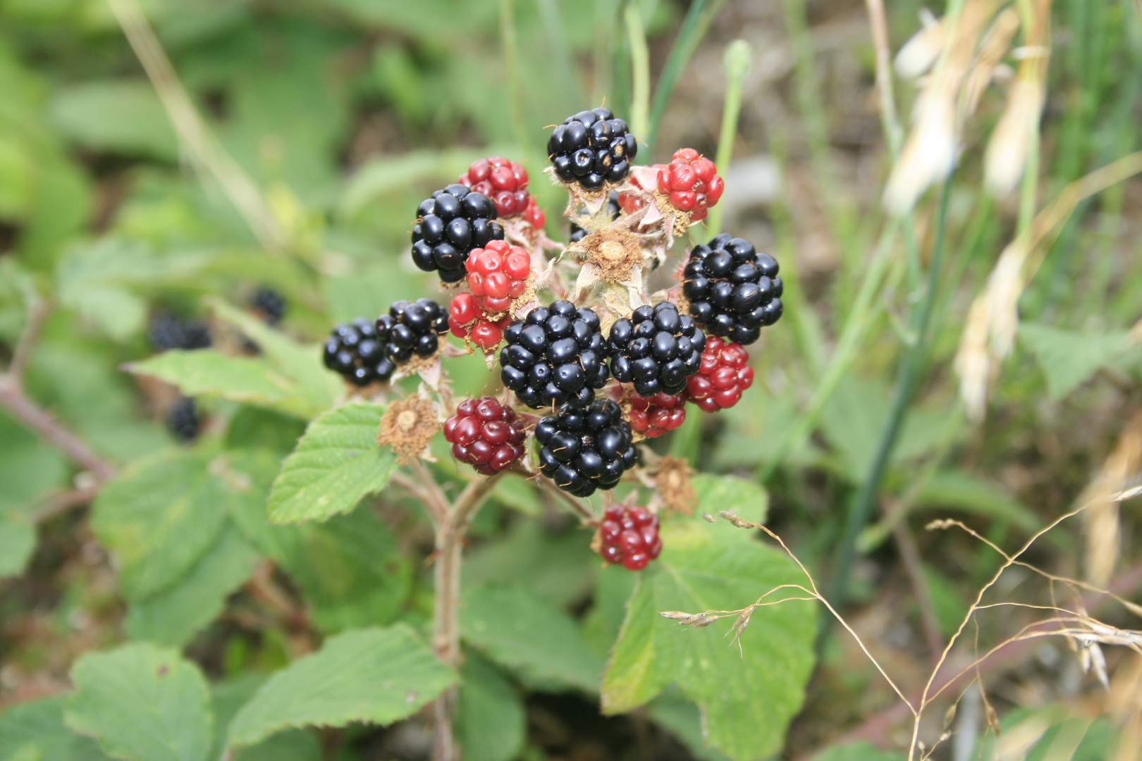 Die Brombeeren