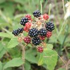 Die Brombeeren