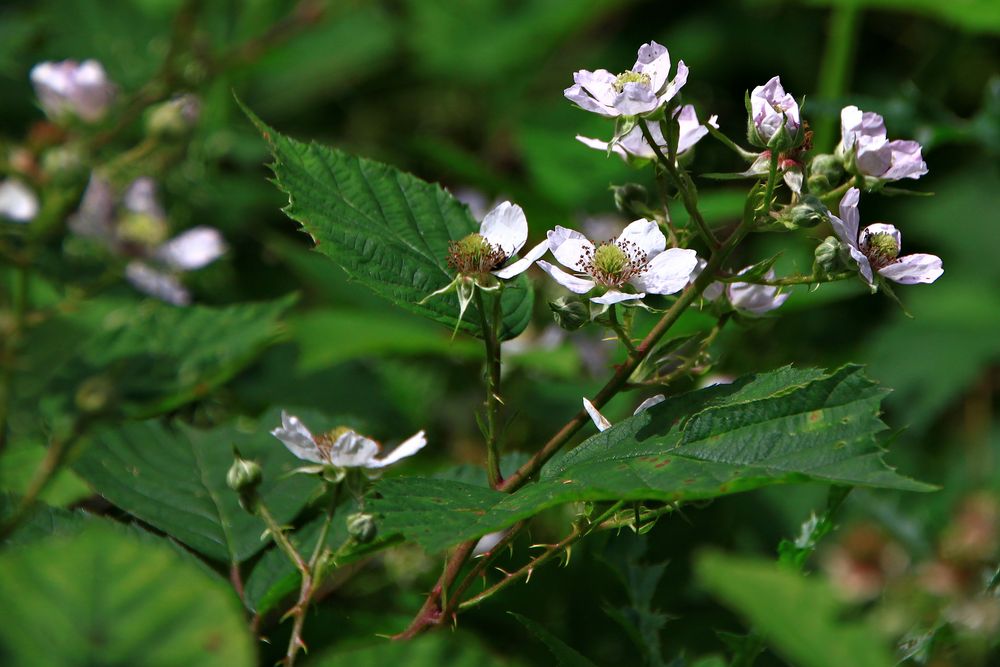 Die Brombeeren blühen