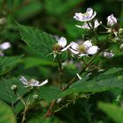 Die Brombeeren blühen