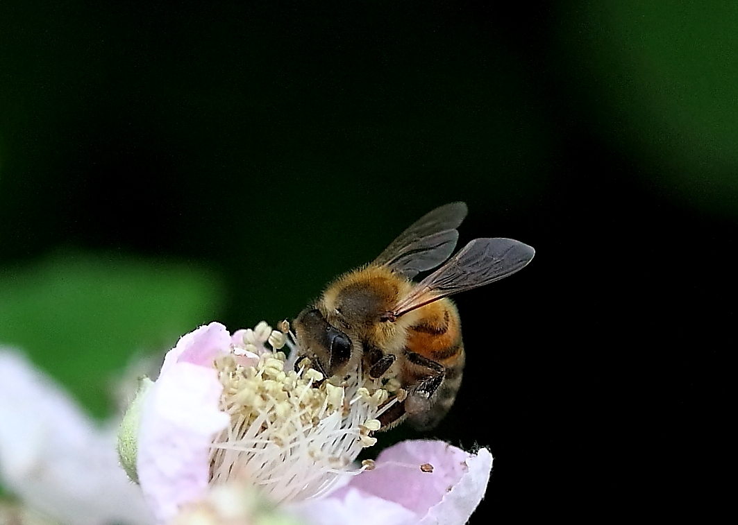 Die Brombeeren Bluhen Foto Bild Tiere Wildlife Insekten
