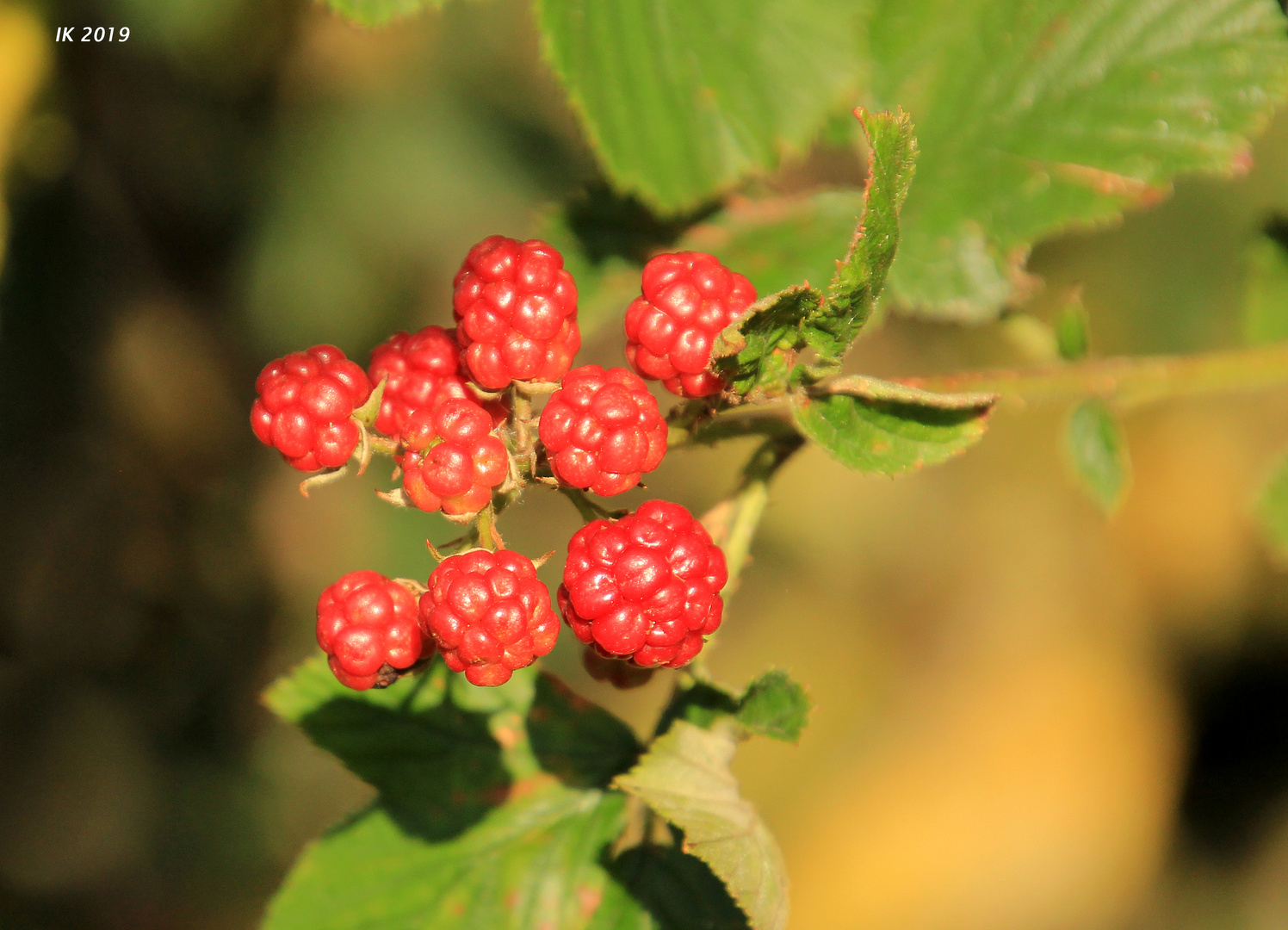 Die Brombeeren..... Foto & Bild pflanzen, pilze & flechten, früchte