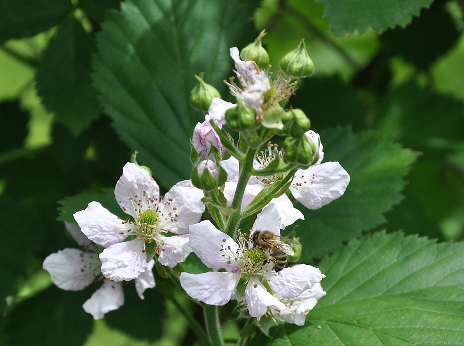 Die Brombeeren sind in voller Blüte ....