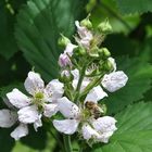 Die Brombeeren sind in voller Blüte ....