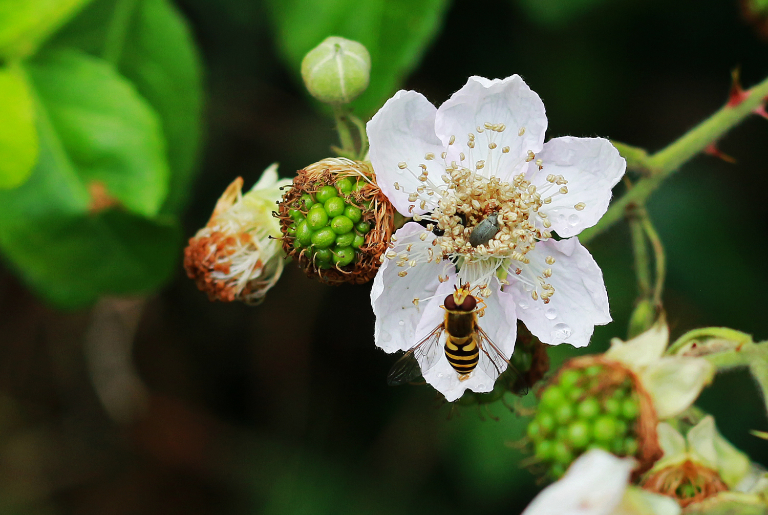 Die Brombeeren sind reif!