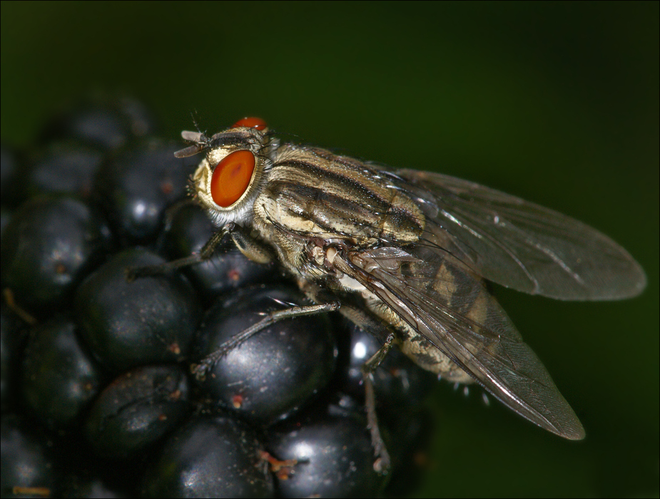 Die Brombeeren sind reif