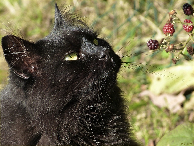 Die Brombeeren werden wohl nicht mehr reif....