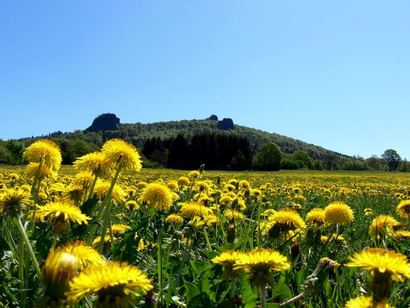 Die Bruchhauser Steine