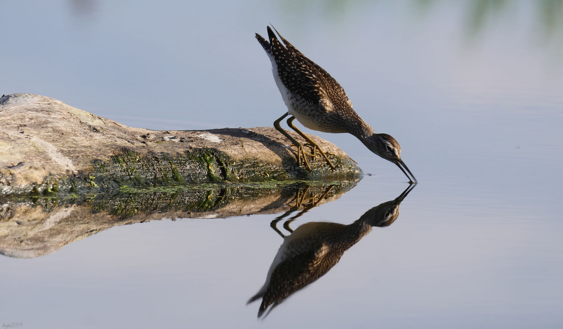 Die Bruchwasserläufer sind sehr geschickte Watvögel....