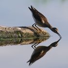 Die Bruchwasserläufer sind sehr geschickte Watvögel....