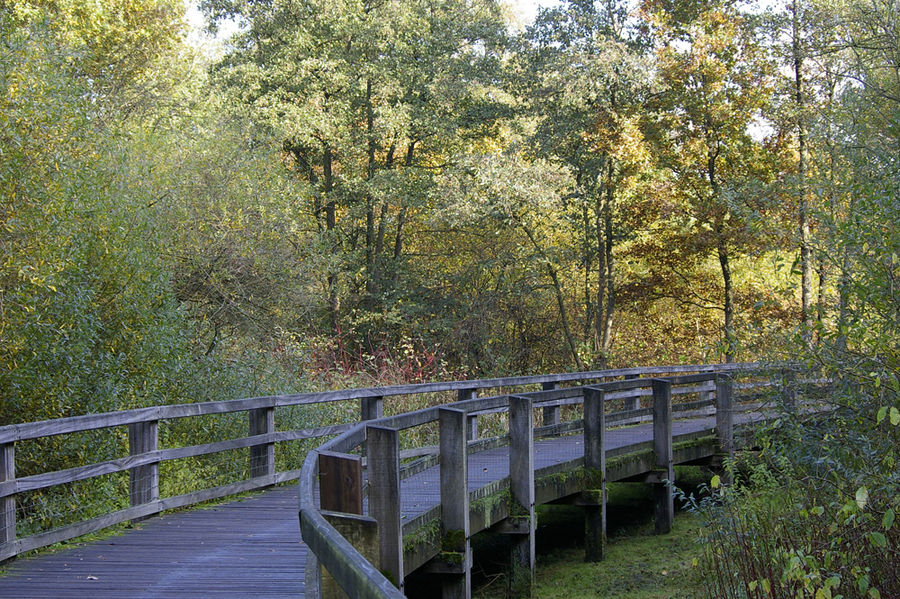 Die Brücke