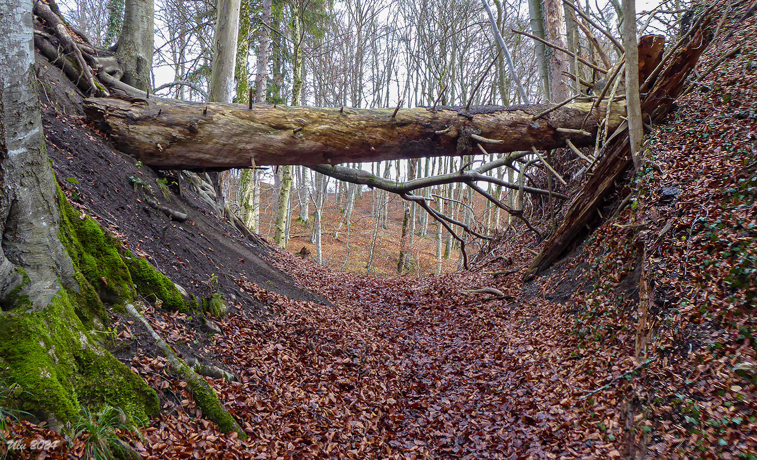 "die Brücke"