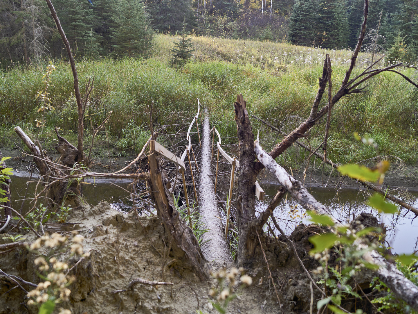 Die Brücke