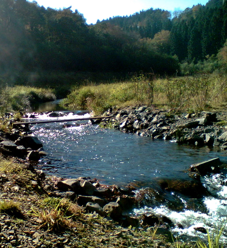 Die Brücke der Pflanzen