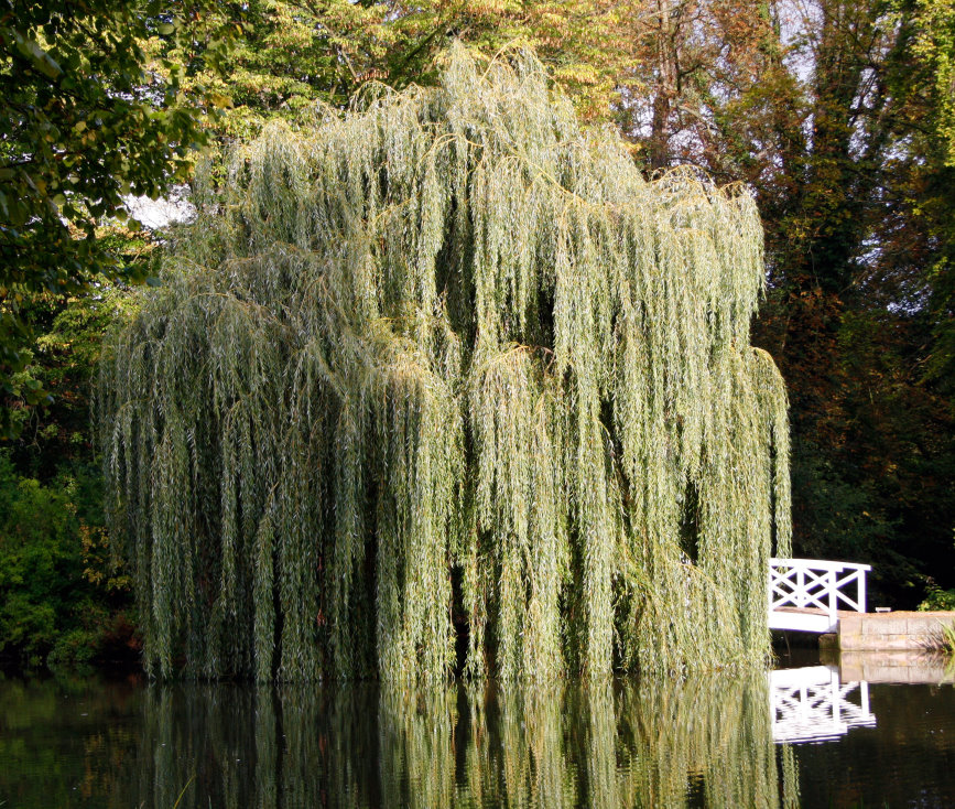 Die Brücke I