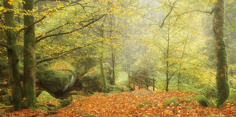 Die Brücke im Herbstwald