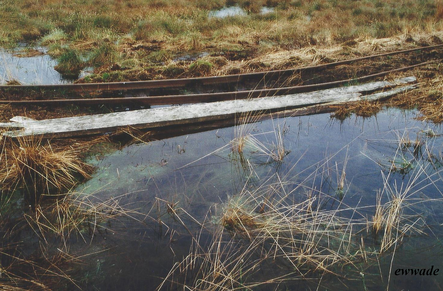 Die Brücke im Moor