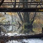 Die Brücke im Regenwald