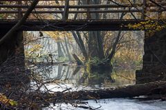 Die Brücke im Regenwald