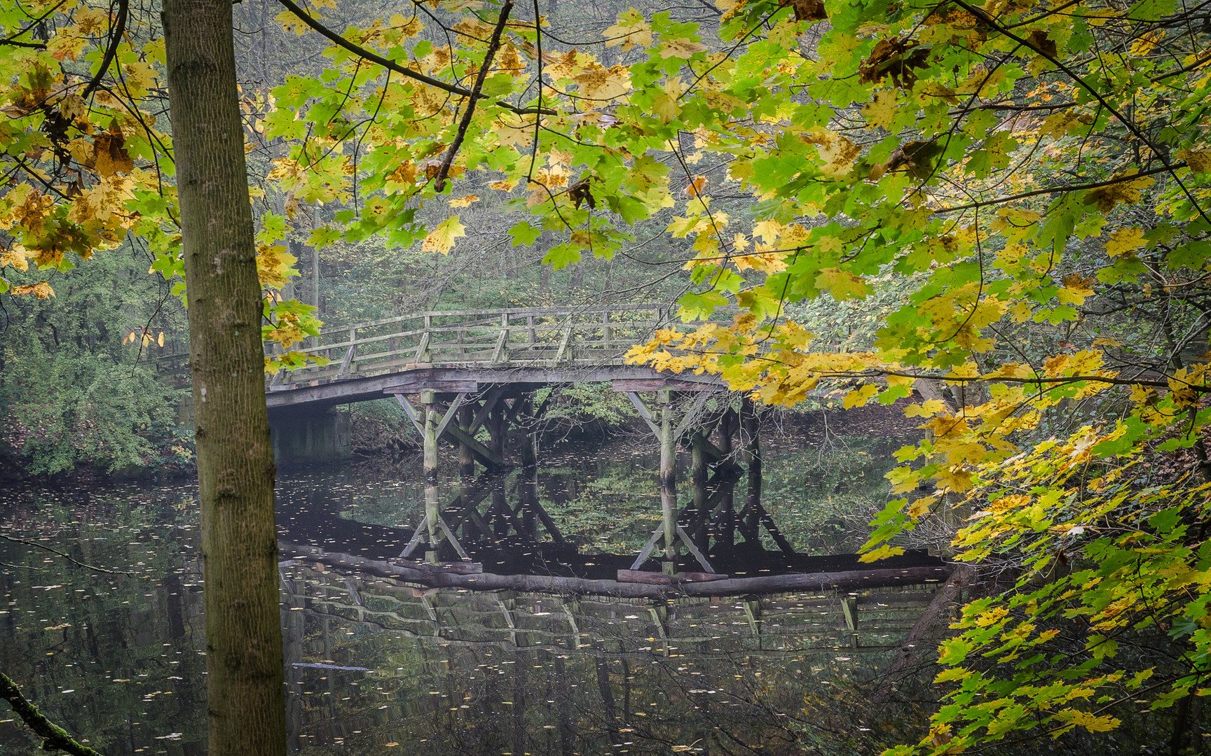 Die Brücke im Stadtwald