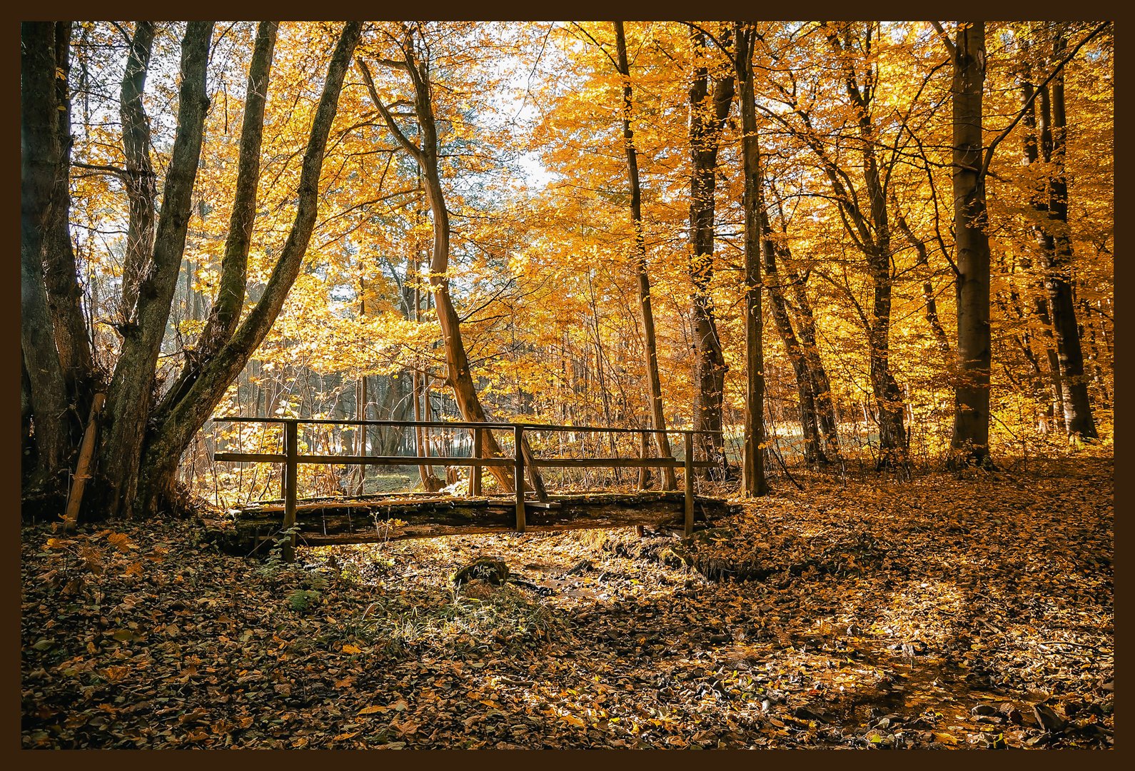 Die Brücke im Wald