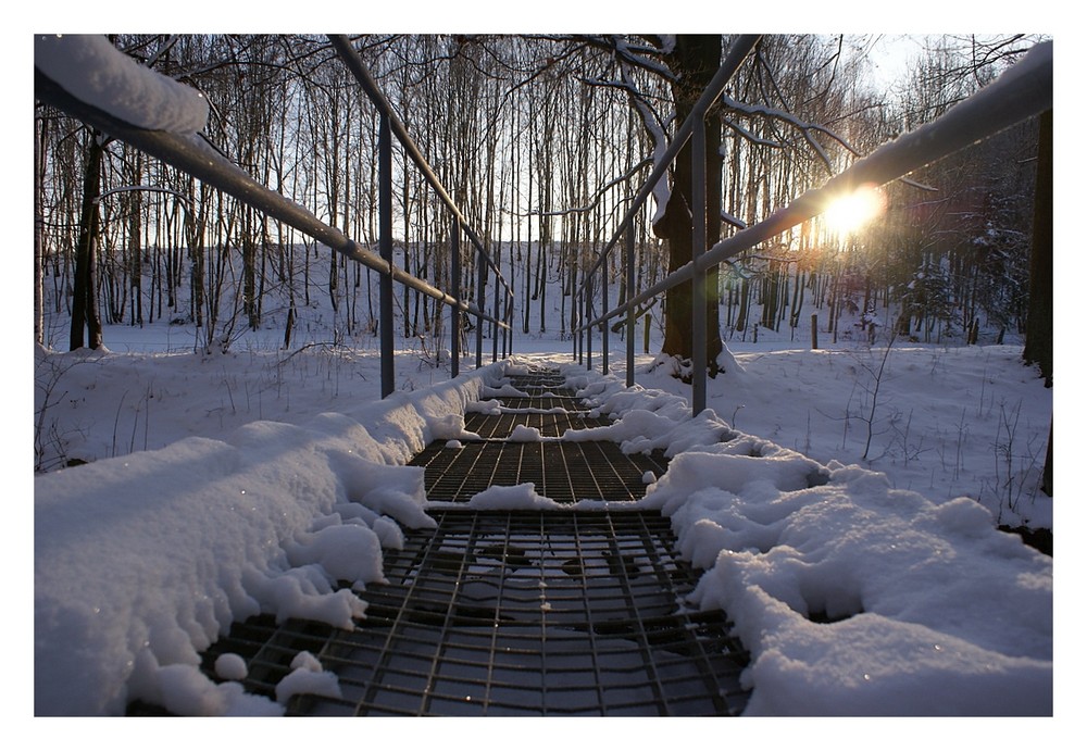 Die Brücke im Wald