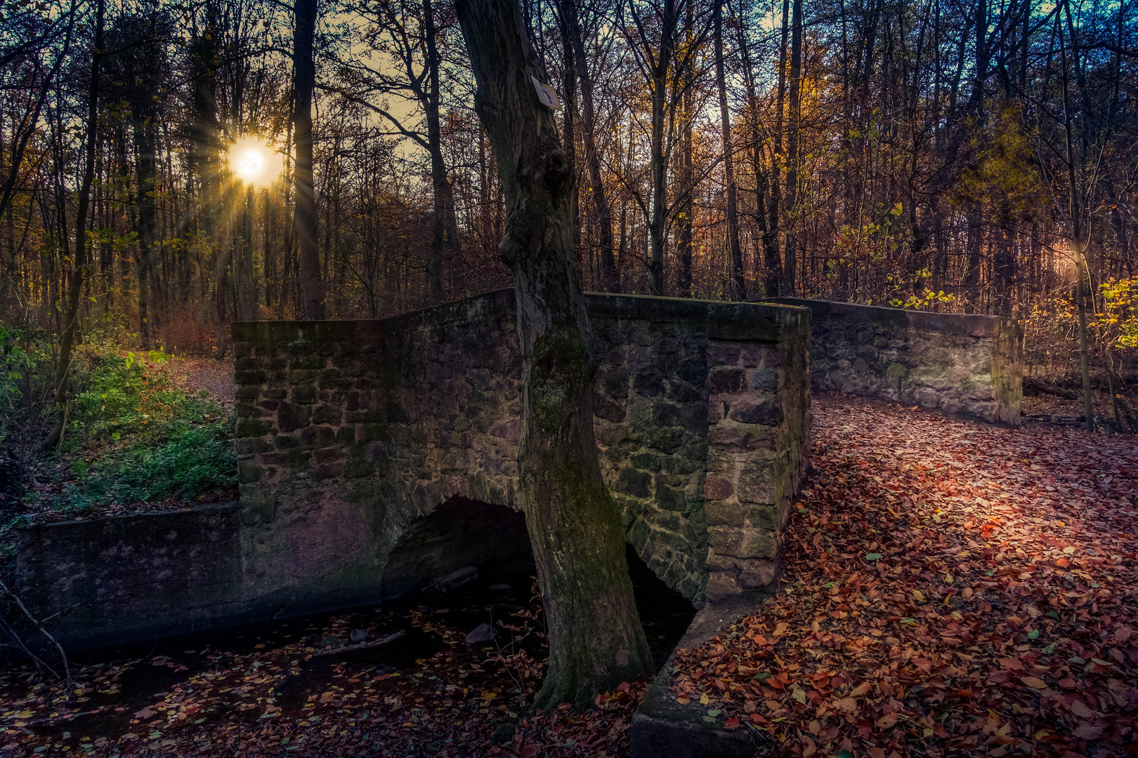 DIE BRÜCKE IM WALD