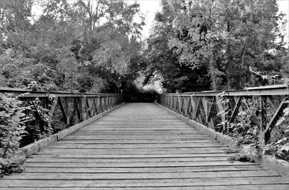 Die Brücke im Wald
