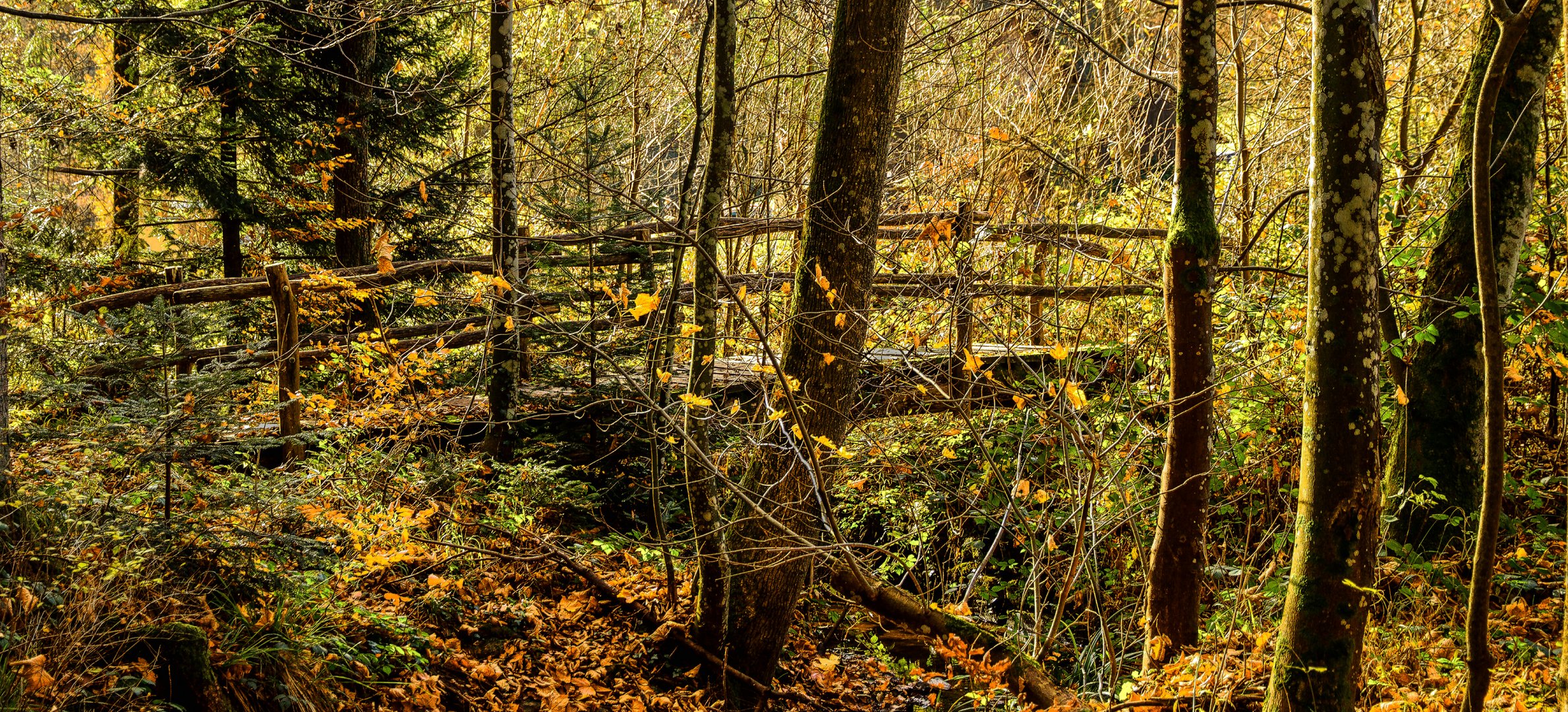 Die Brücke im Wald